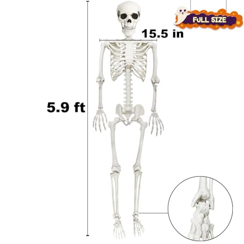 Life Size Skeleton with Posable Joints for Halloween Decor R4204