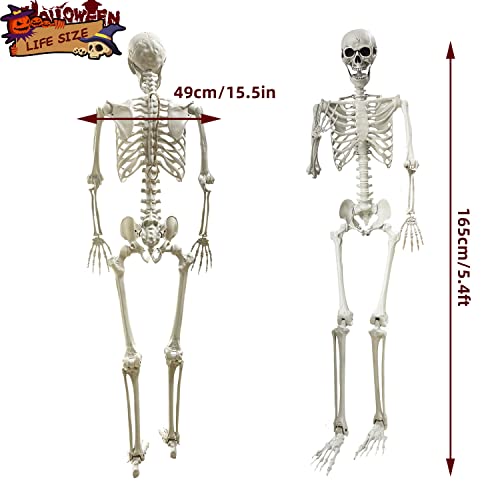 Wocst 5.4Ft Halloween Skeleton with Movable Joints Z6304