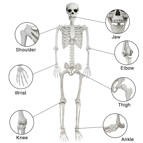 UMEELR 5.9FT Poseable Life Size Skeleton for Halloween Decoration B873000