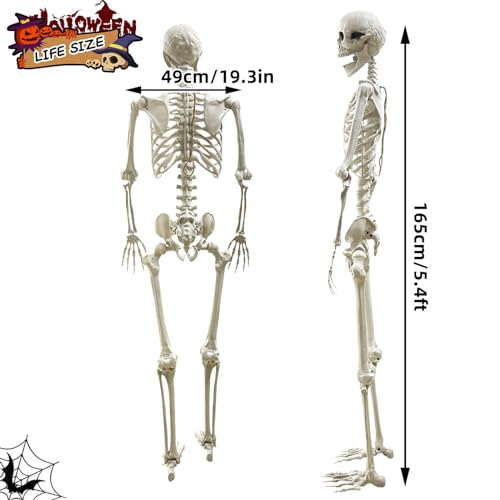 Wocst 5.4Ft Poseable Halloween Skeleton with Movable Joints G229