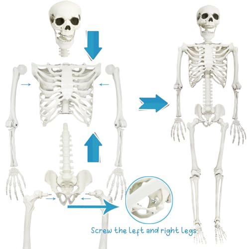 Life Size Skeleton with Posable Joints for Halloween Decor R4204