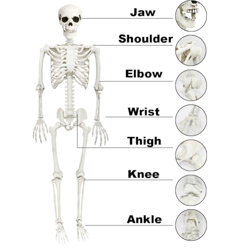 Life Size Skeleton with Posable Joints for Halloween Decor R4204