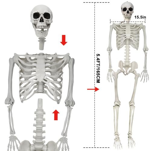 UMEELR 5.9FT Poseable Life Size Skeleton for Halloween Decoration B873000